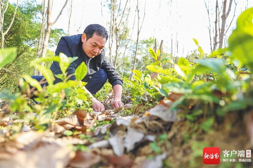 五指山茶香 海南大葉種的芯片化探索與農副產品銷售新路徑