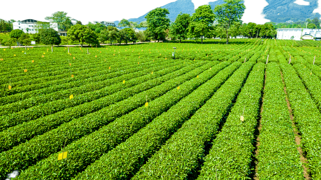 打造視覺盛宴 原創(chuàng)茶園航拍免摳元素，賦能農(nóng)副產(chǎn)品品牌升級與銷售